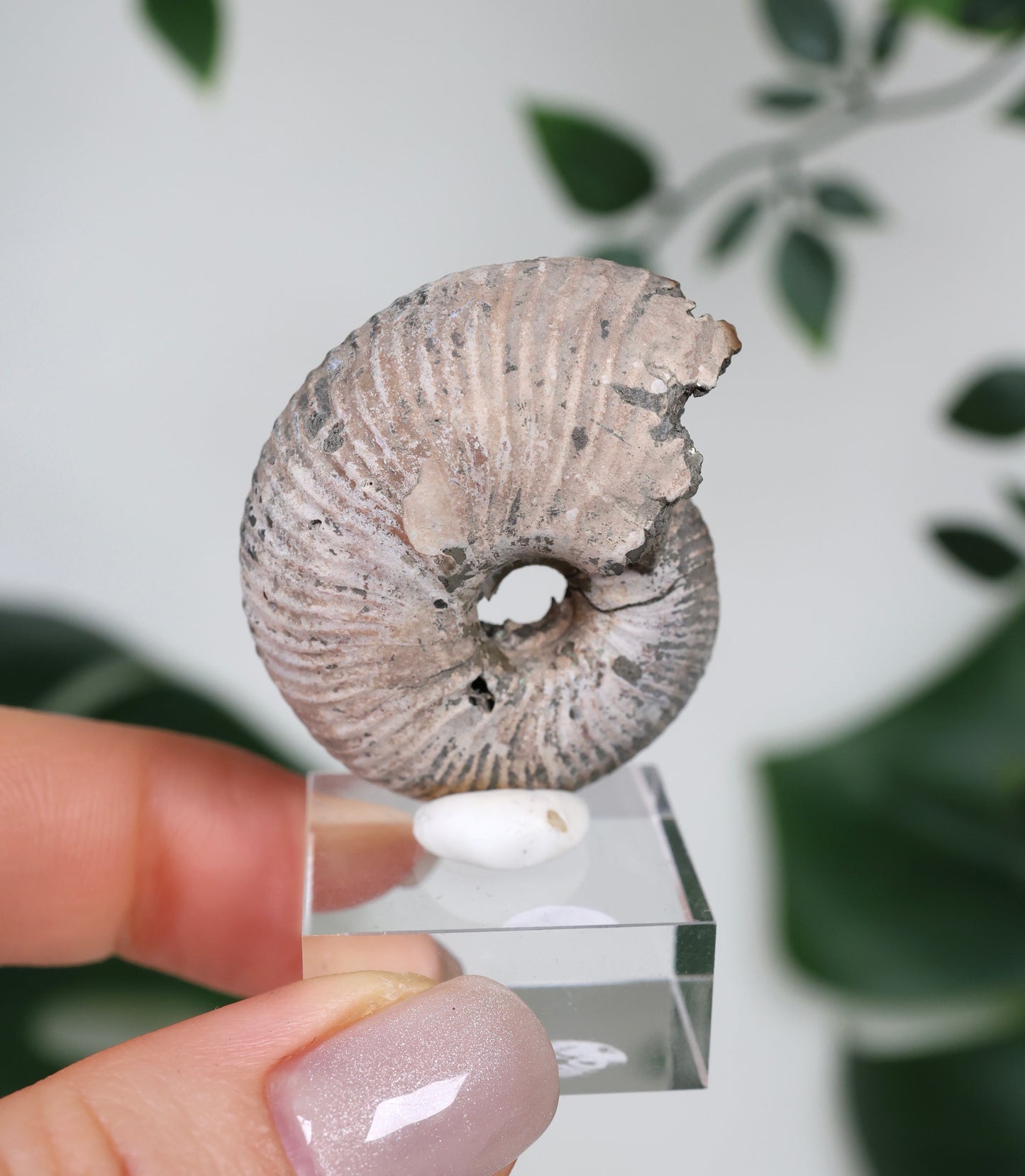 Ammonites piritizados x Calcopirita N.º 90PA