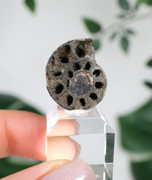 Pyritized Ammonite x Chalcopyrite No.42PA