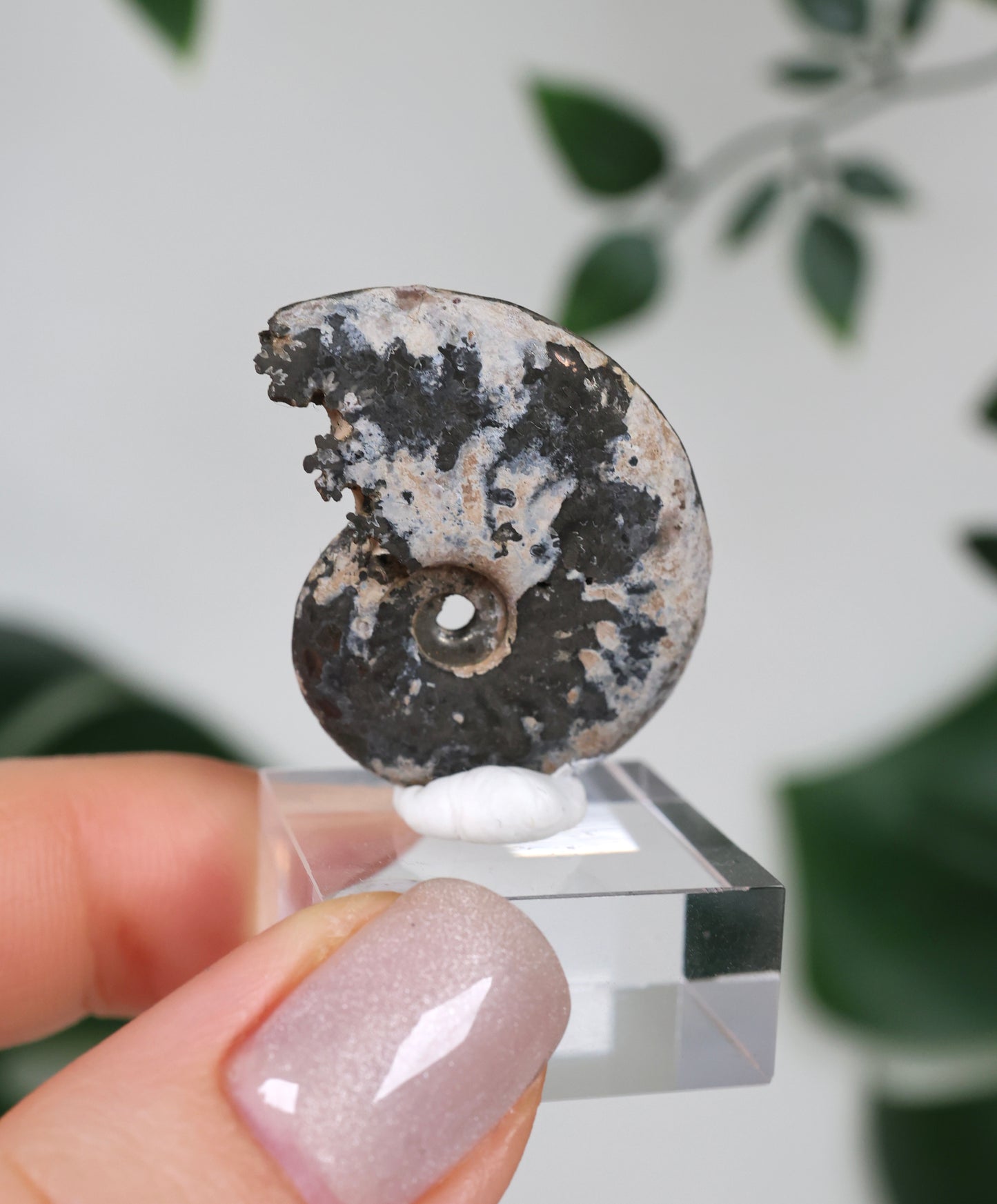 Ammonites piritizados x Calcopirita N.º 56PA