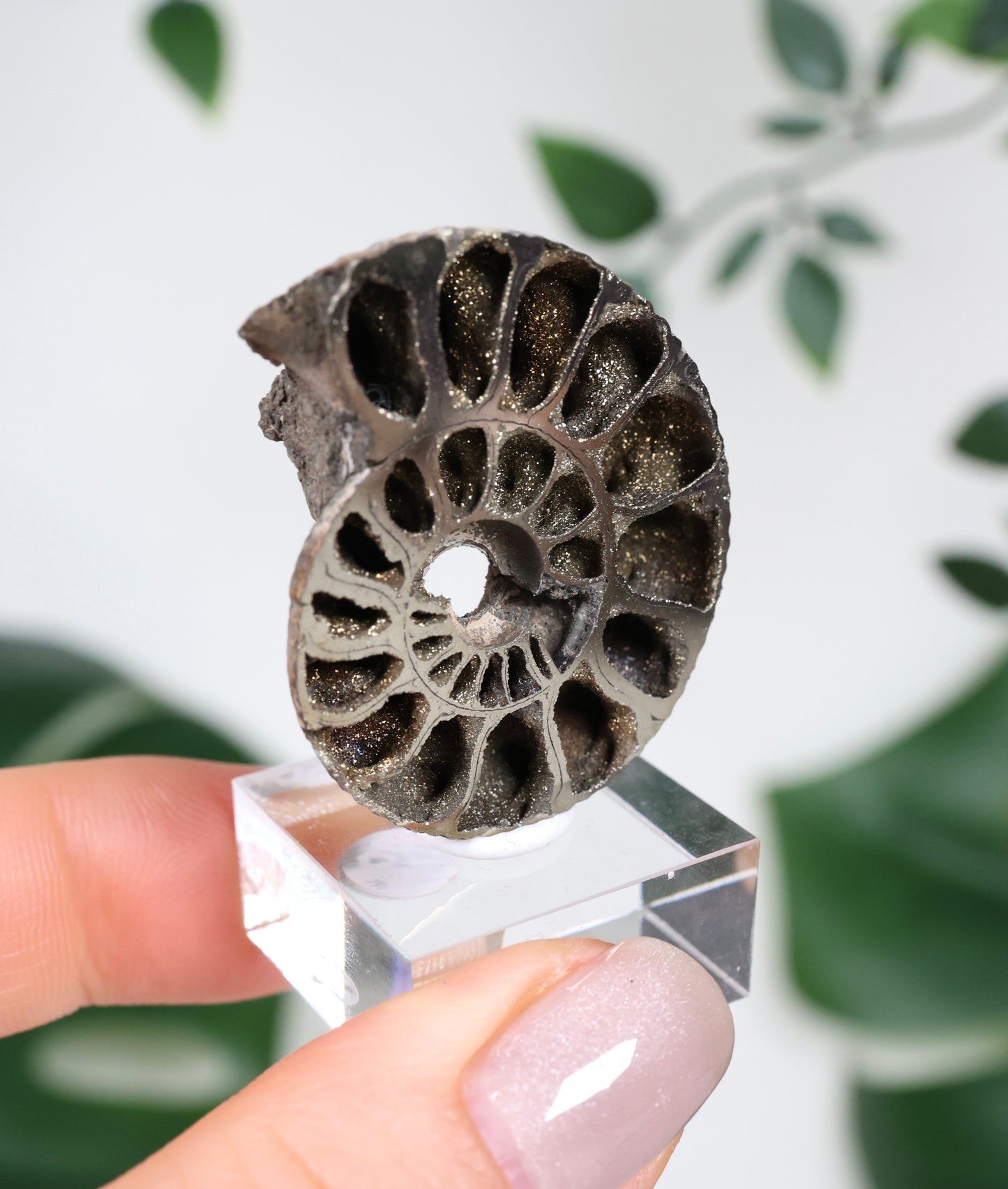 Ammonites piritizados x Calcopirita N.º 90PA