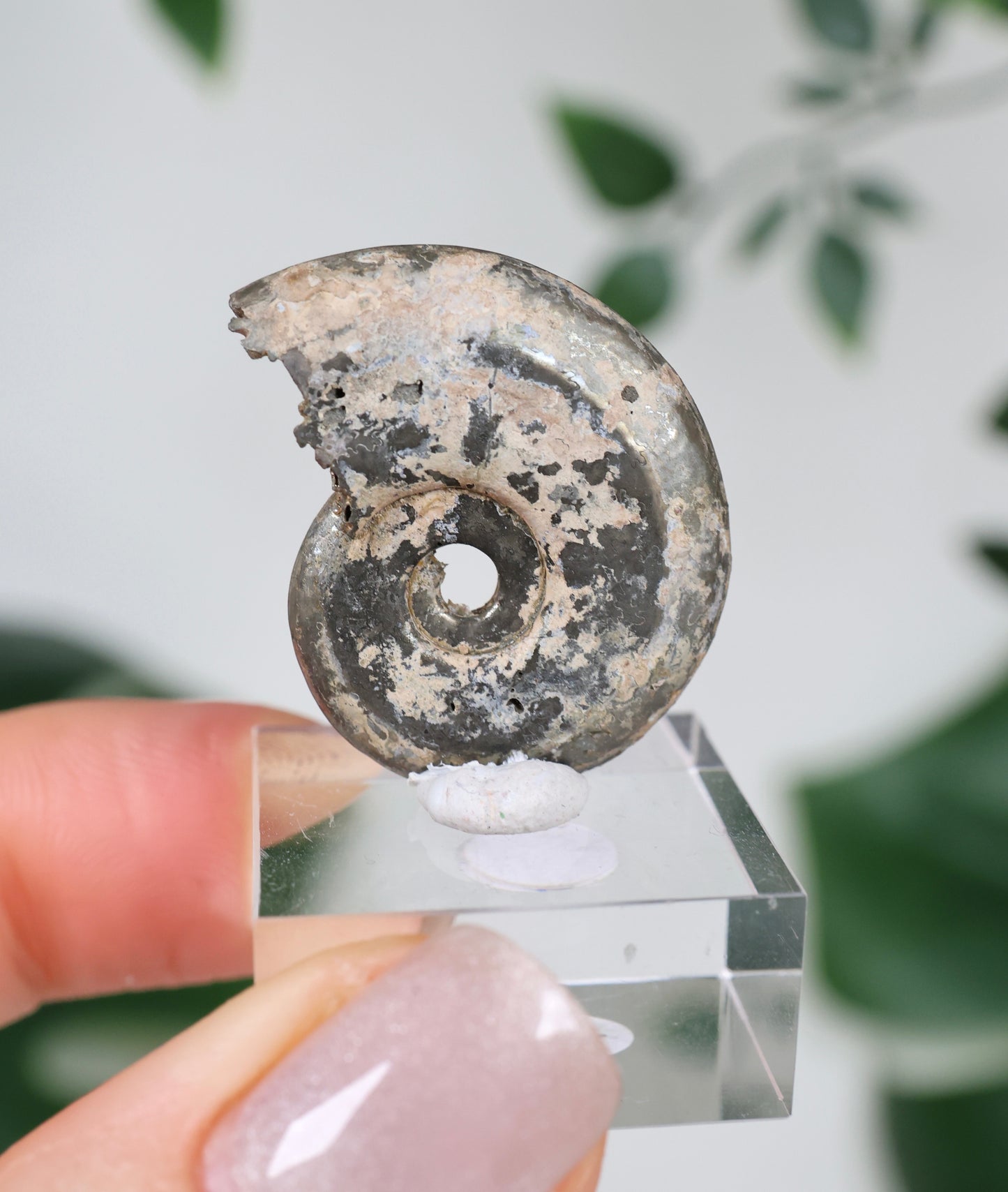 Ammonites piritizados x Calcopirita N.º 57PR