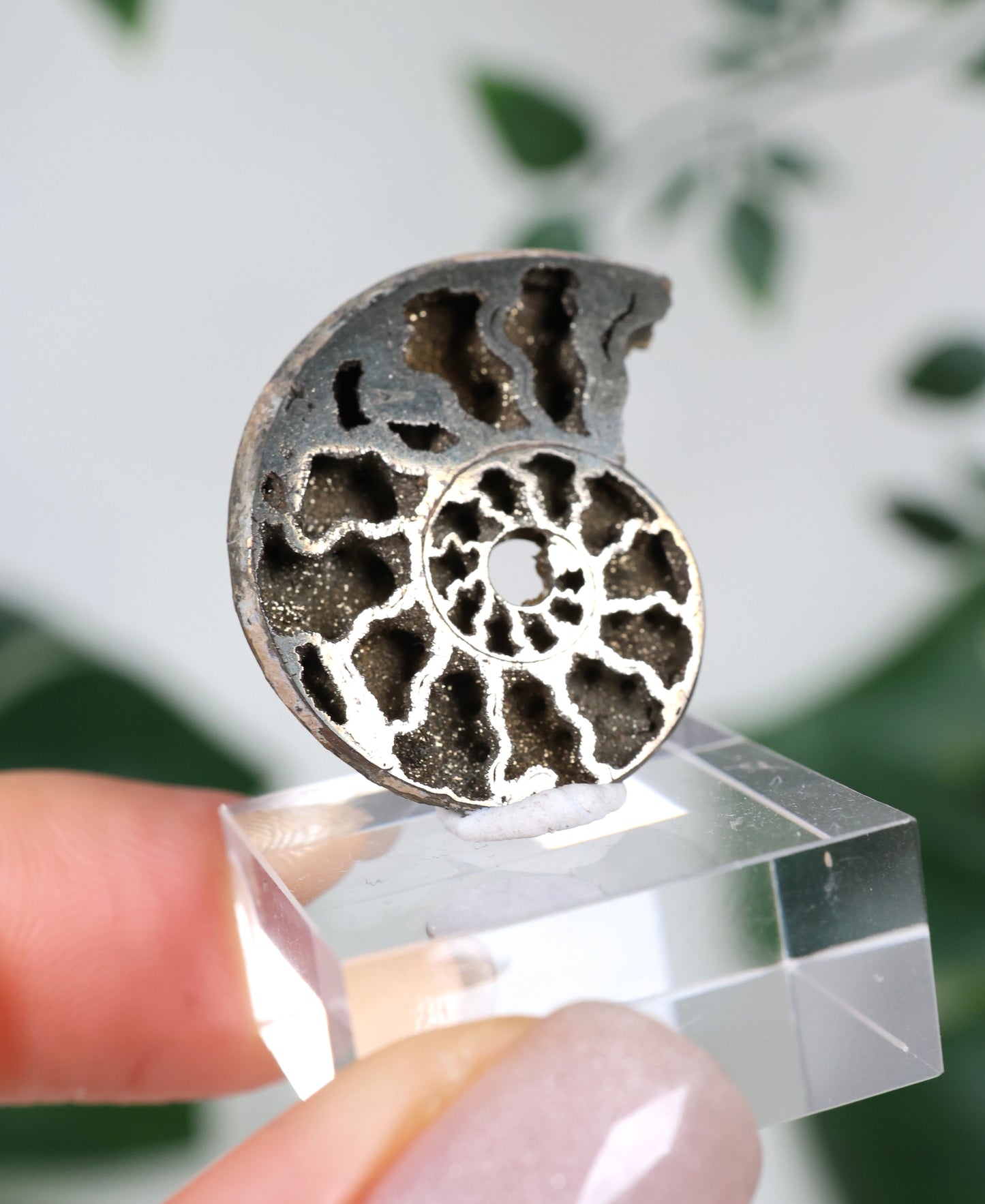 Ammonites piritizados x Calcopirita N.º 57PR
