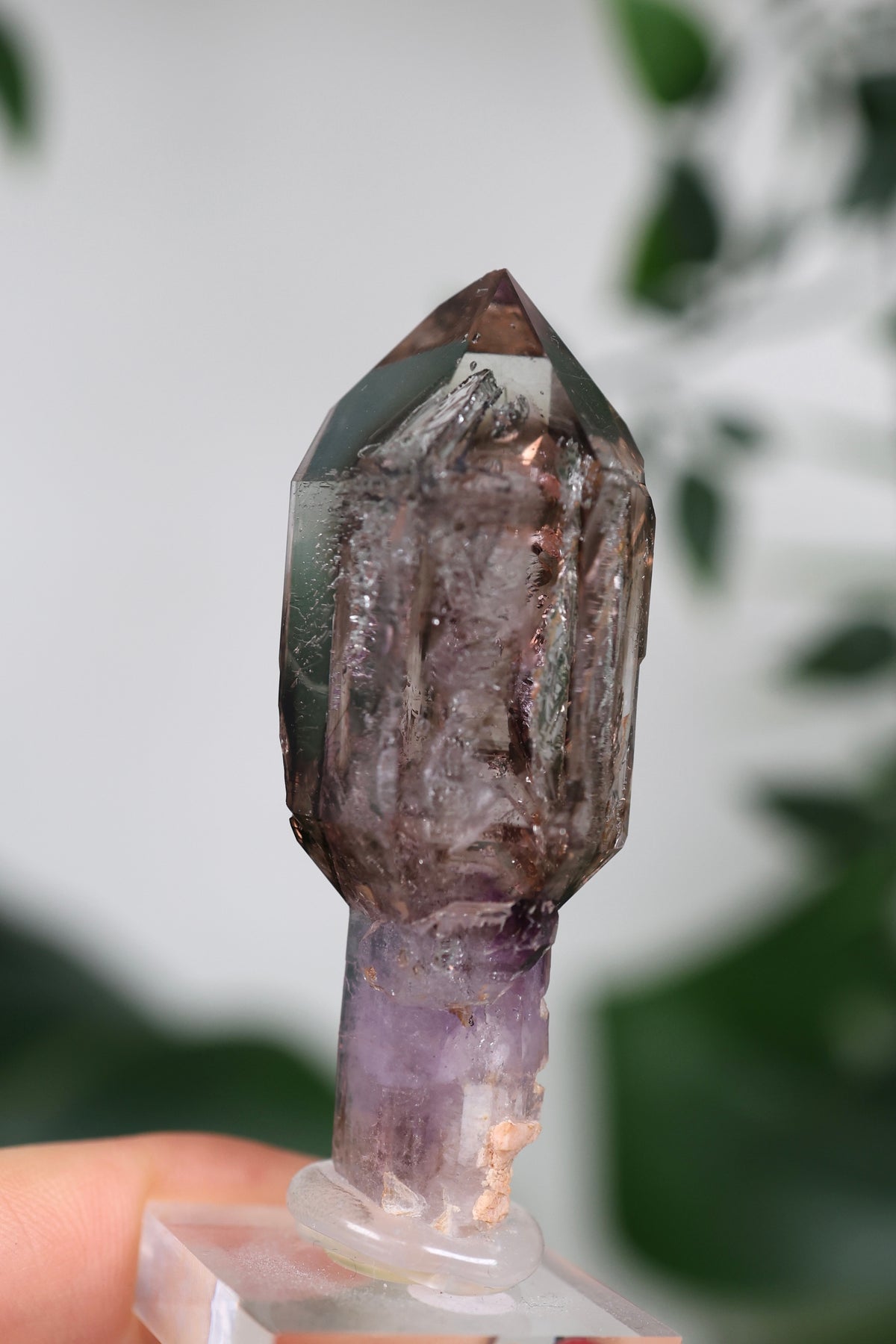 Amethyst x Rauchquarz Zepter Enhydro Nr.444AZ