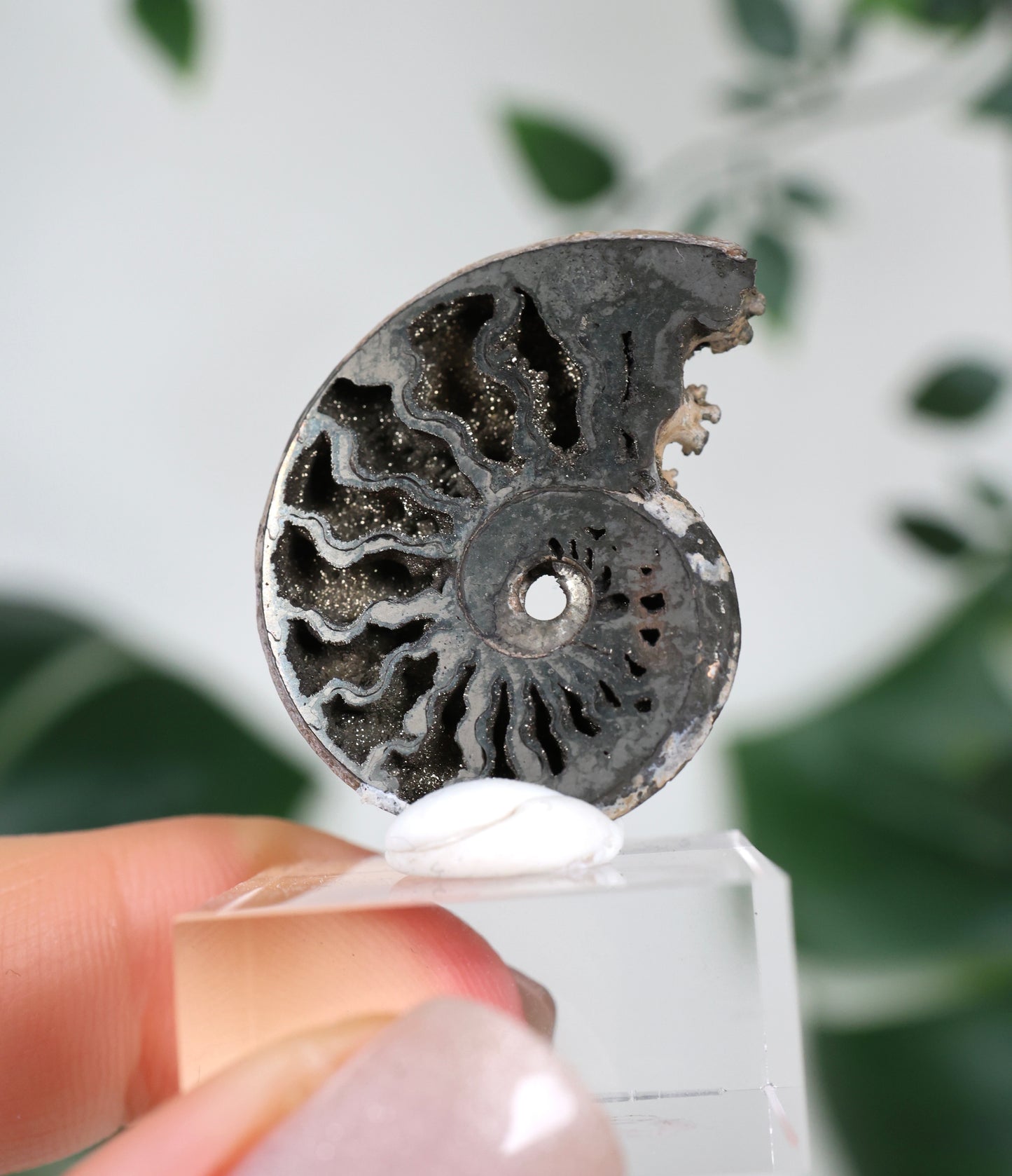 Ammonites piritizados x Calcopirita N.º 56PA