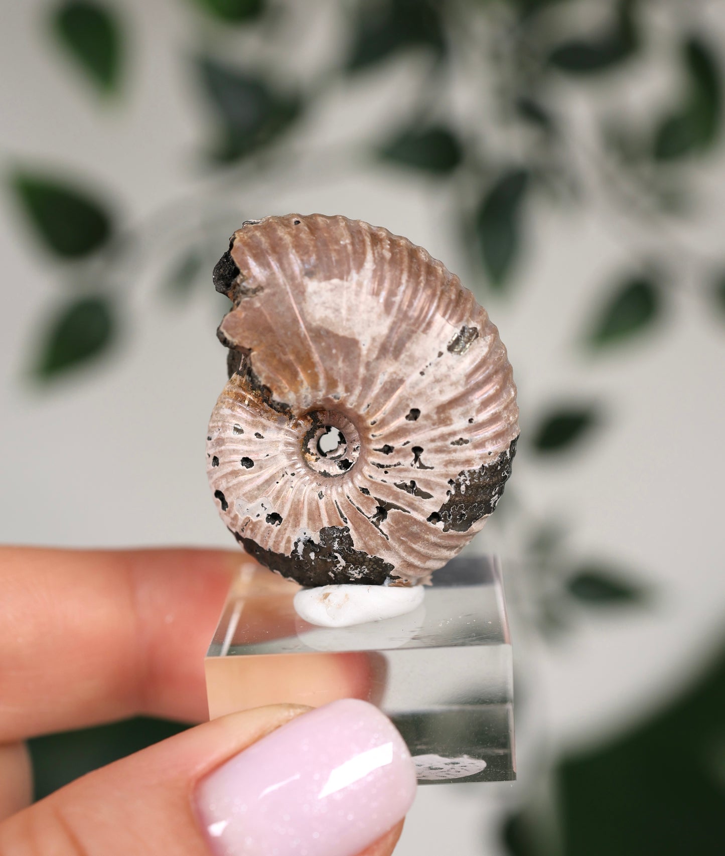 Pyritisierte Ammonite x Chalkopyrit Nr.79PA
