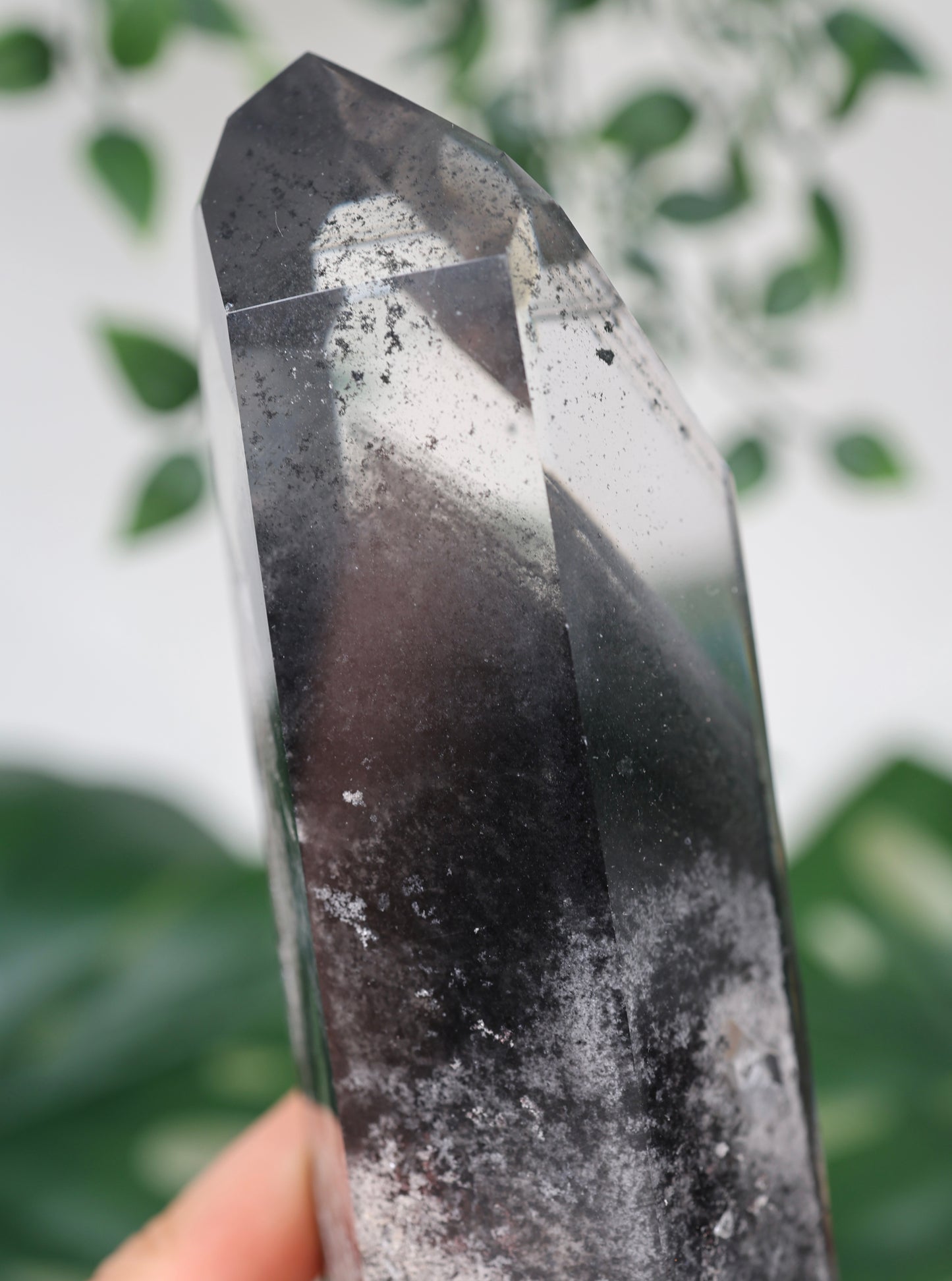 Black Phantom Lemurian Semi-Polished XL Nr.965BL