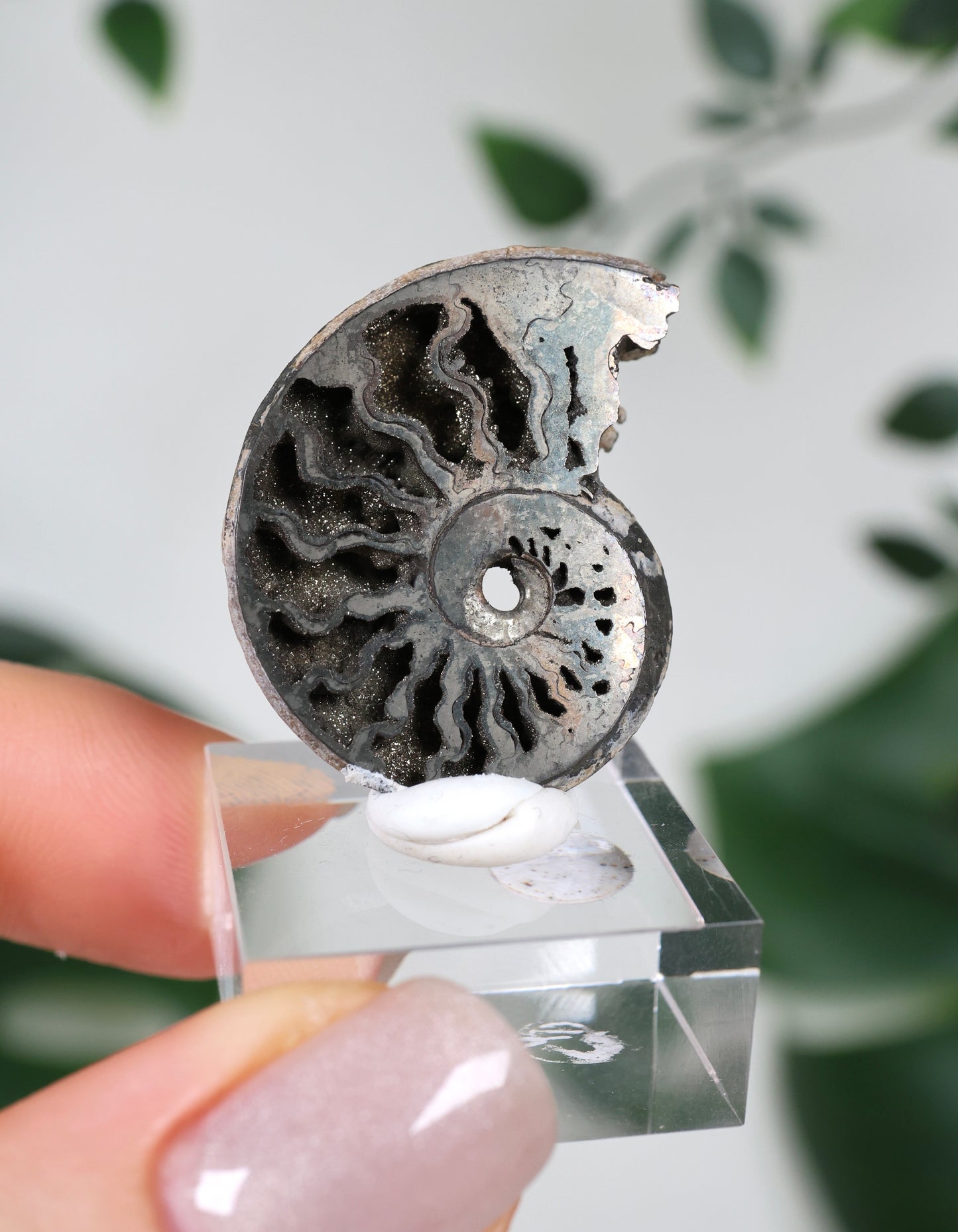 Ammonites piritizados x Calcopirita N.º 56PA